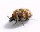 carpet beetle