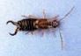 earwig