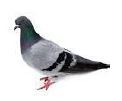 pigeon