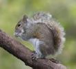 grey squirrel