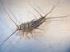 silverfish