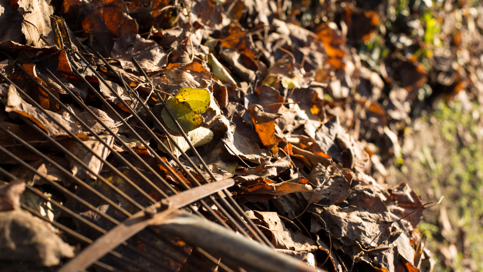 Save yourself a trip to the tip with kerbside Garden Waste Collections