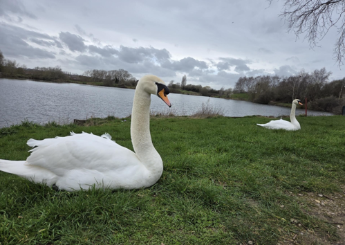 Swans at Sandhill Lake